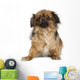 Tibetan Spaniel Wall Decal