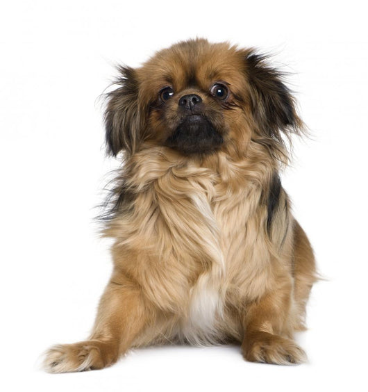 Tibetan Spaniel Wall Decal