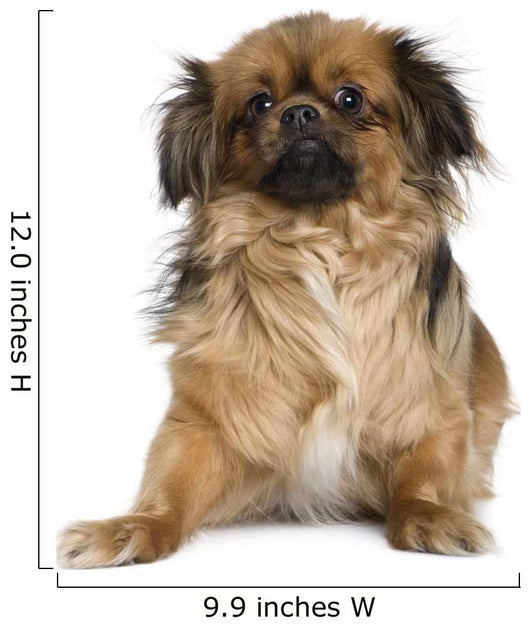 Tibetan Spaniel Wall Decal