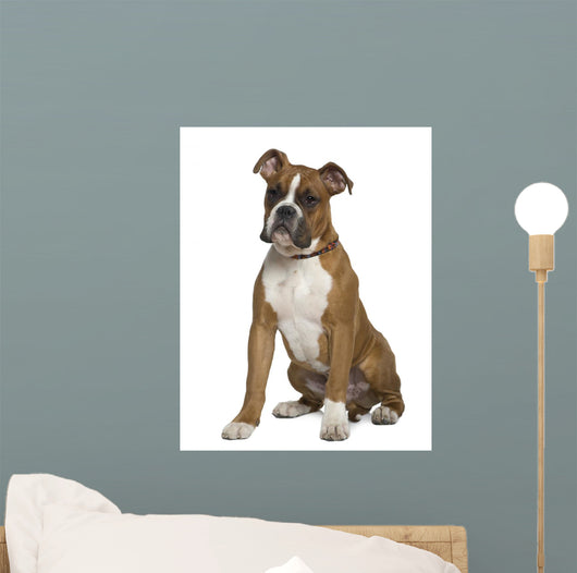 Boxer Sitting in Front of White Background Wall Decal