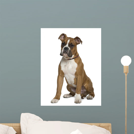 Boxer Sitting in Front of White Background Wall Decal