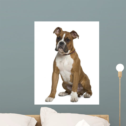 Boxer Sitting in Front of White Background Wall Decal