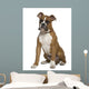 Boxer Sitting in Front of White Background Wall Decal
