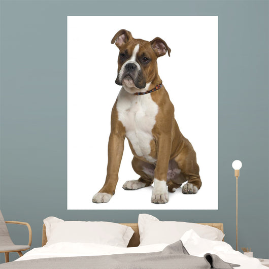 Boxer Sitting in Front of White Background Wall Decal