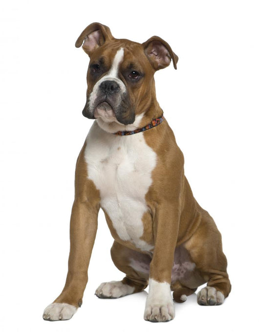 Boxer Sitting in Front of White Background Wall Decal