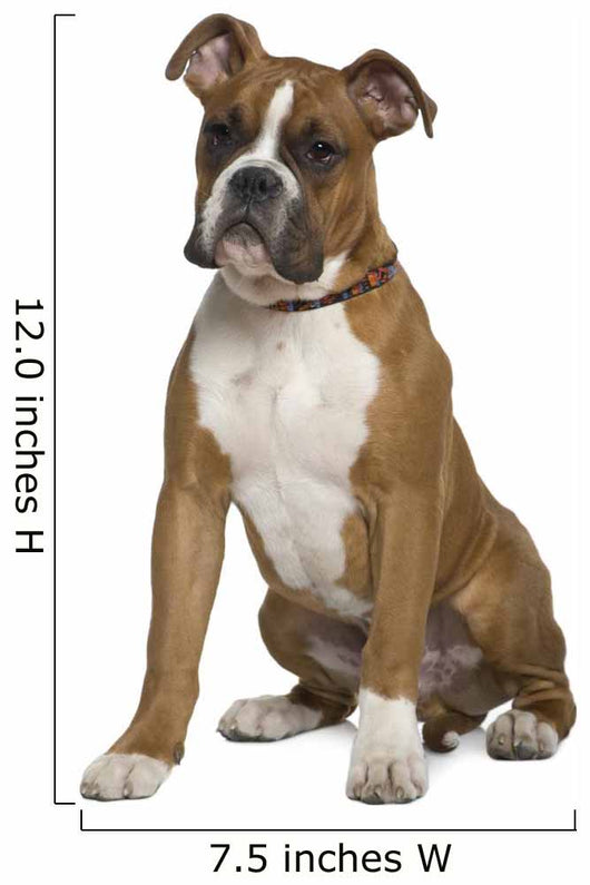 Boxer Sitting in Front of White Background Wall Decal