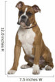 Boxer Sitting in Front of White Background Wall Decal