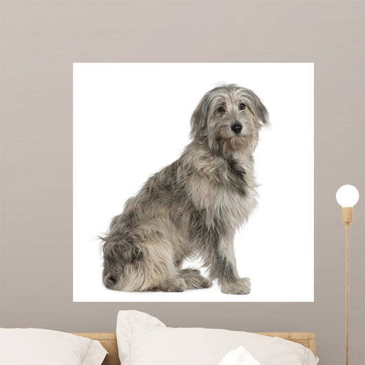Pyrenean Shepherd Dog 7 Wall Decal