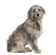 Pyrenean Shepherd Dog 7 Wall Decal