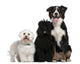 Bichon frise, Poodle and Bernese mountain dog Wall Decal