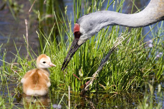 Sandhill Crane and Chick Wall Mural