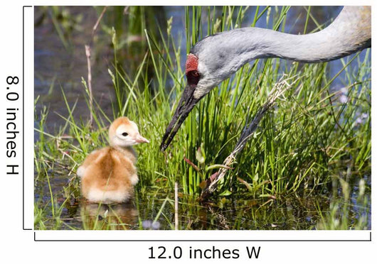 Sandhill Crane and Chick Wall Mural