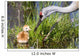 Sandhill Crane and Chick Wall Mural
