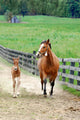 Colt and Mare Running