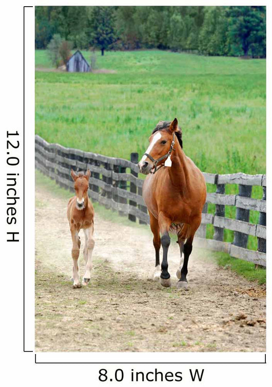 Colt and Mare Running