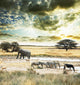 Africa
