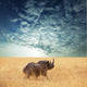 Rhino Wall Mural