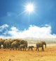 Elephant Wall Mural