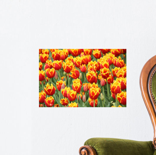 Tulpen