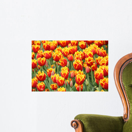 Tulpen