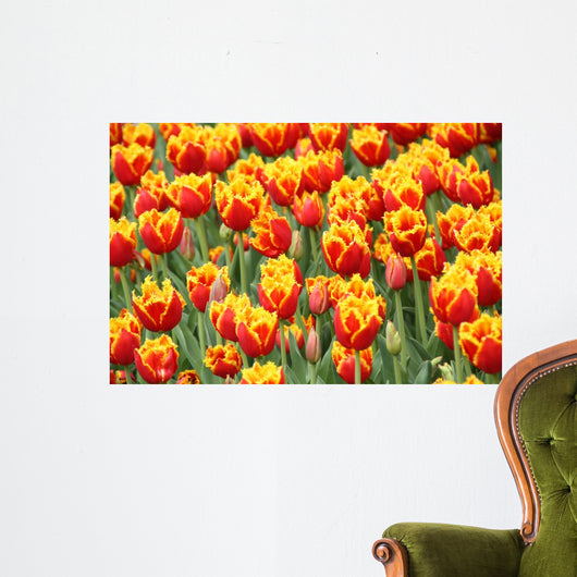 Tulpen