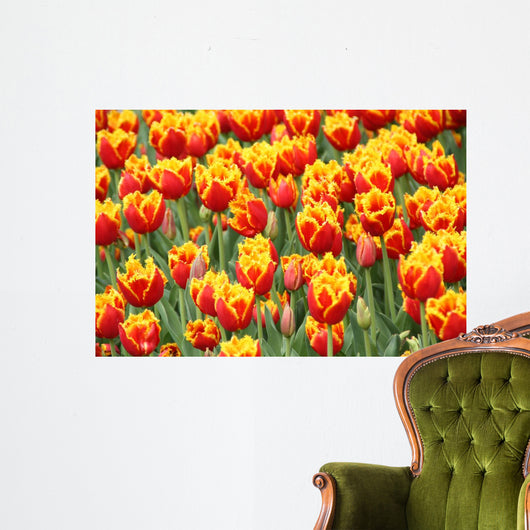 Tulpen