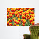 Tulpen