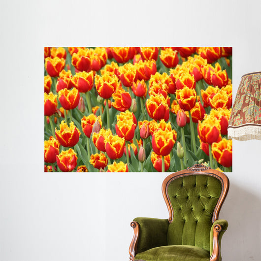 Tulpen