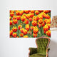 Tulpen