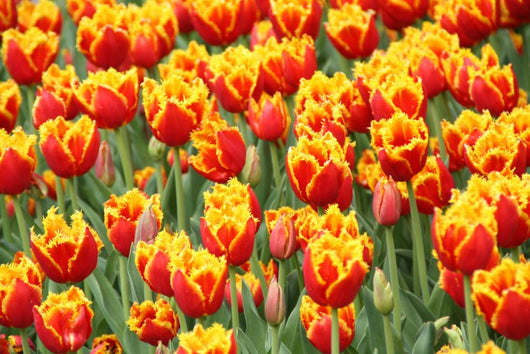 Tulpen