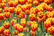 Tulpen