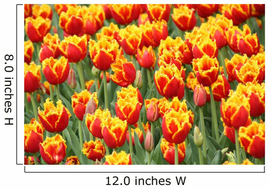 Tulpen