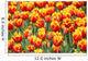 Tulpen