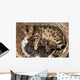 Bengal cat with kittens Wall Mural