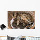 Bengal cat with kittens Wall Mural