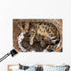 Bengal cat with kittens Wall Mural