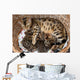 Bengal cat with kittens Wall Mural