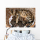 Bengal cat with kittens Wall Mural