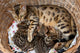 Bengal cat with kittens Wall Mural