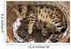 Bengal cat with kittens Wall Mural