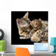 Bengal cat and kitten Wall Mural