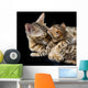 Bengal cat and kitten Wall Mural
