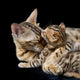 Bengal cat and kitten Wall Mural