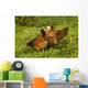 Hen Wall Mural