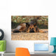German Shepherd Dog Wall Mural