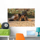 German Shepherd Dog Wall Mural