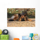 German Shepherd Dog Wall Mural