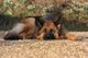 German Shepherd Dog Wall Mural