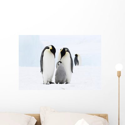 Bird Murals Emperor Penguins Wall Mural shown on a wall