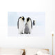 Bird Murals - Emperor penguins on the sea ice in the Weddell Sea, Antarctica Wall Mural